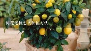 梅花老桩怎么种植方法