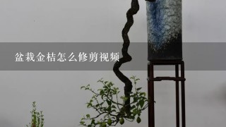 盆栽金桔怎么修剪视频