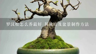 罗汉松怎么养最好 其栽培及盆景制作方法