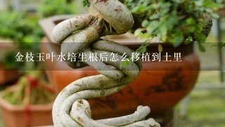 金枝玉叶水培生根后怎么移植到土里