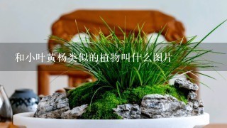 和小叶黄杨类似的植物叫什么图片