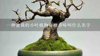 1种盆栽的小叶植物有檀香味叫什么名字