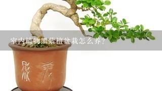 室内植物黑紫檀盆栽怎么养？