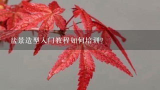 盆景造型入门教程如何培训？