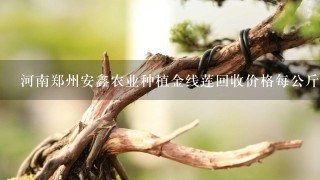 河南郑州安鑫农业种植金线莲回收价格每公斤4500是靠谱吗