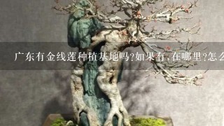 广东有金线莲种植基地吗?如果有,在哪里?怎么联系？