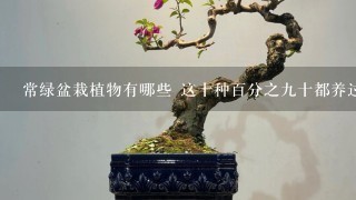 常绿盆栽植物有哪些 这十种百分之9十都养过