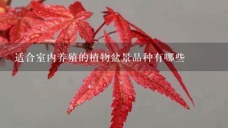 适合室内养殖的植物盆景品种有哪些