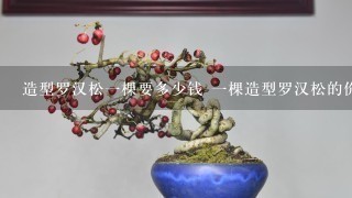 造型罗汉松1棵要多少钱 1棵造型罗汉松的价钱是多少