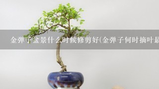 金弹子盆景什么时候修剪好(金弹子何时摘叶最好)