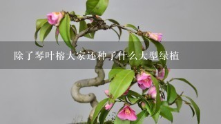 除了琴叶榕大家还种了什么大型绿植