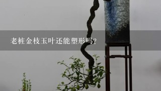 老桩金枝玉叶还能塑形吗?