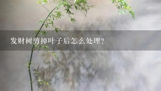 发财树剪掉叶子后怎么处理？