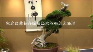 家庭盆栽花卉绿植浇水闷根怎么处理