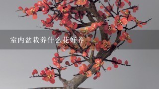 室内盆栽养什么花好养