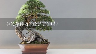 金线莲种植回收是真的吗？