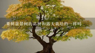 果树盆景树的品种和露天栽培的1样吗