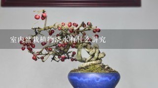 室内盆栽植物浇水有什么讲究