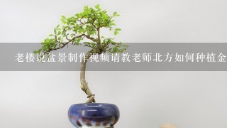 老楼说盆景制作视频请教老师北方如何种植金弹子下山桩容易成活？