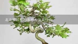 北方罗汉松的养殖方法是什么