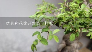 盆景和花盆开票是1样嘛