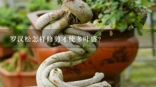 罗汉松怎样修剪才使多叶盛？