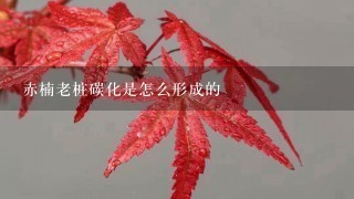 赤楠老桩碳化是怎么形成的