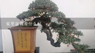 家里盆栽养什么好