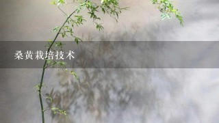 桑黄栽培技术