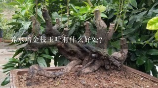 养水培金枝玉叶有什么好处？