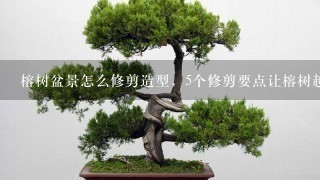 榕树盆景怎么修剪造型，5个修剪要点让榕树越长越好看