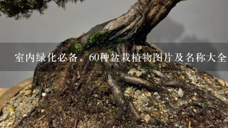 室内绿化必备，60种盆栽植物图片及名称大全