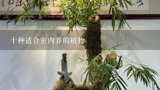 十种适合室内养的植物