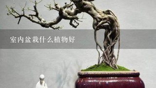 室内盆栽什么植物好