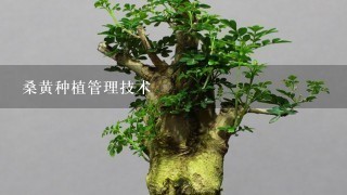 桑黄种植管理技术