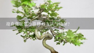 迎春花盆景小苗修剪方法与造型？