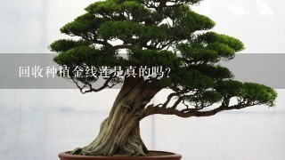 回收种植金线莲是真的吗？