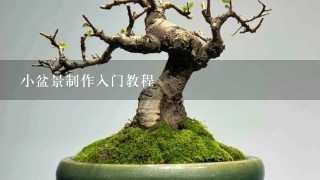 小盆景制作入门教程