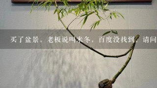 买了盆景，老板说叫米冬，百度没找到，请问学名叫什