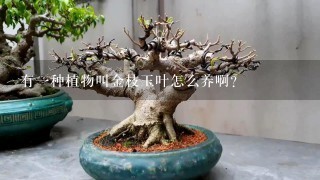 有1种植物叫金枝玉叶怎么养啊？