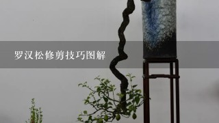 罗汉松修剪技巧图解