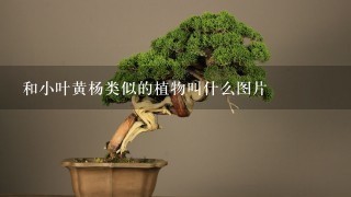 和小叶黄杨类似的植物叫什么图片