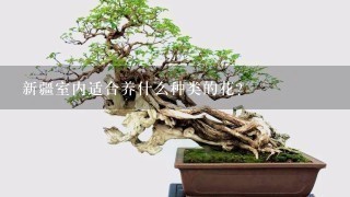 新疆室内适合养什么种类的花？