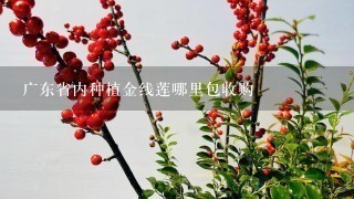 广东省内种植金线莲哪里包收购