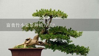 富贵竹小盆景种植方法？