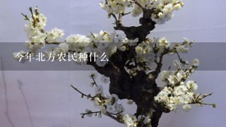 今年北方农民种什么