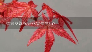 雀舌罗汉松开花需摘除吗？