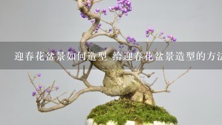 迎春花盆景如何造型 给迎春花盆景造型的方法有哪些？