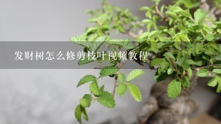 发财树怎么修剪枝叶视频教程