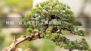 种植1亩金线莲的成本和利润？